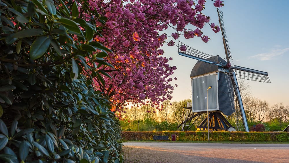 17th-century windmill, called 'De Akkermolen' in the dutch village of Zundert, with a beautiful blooming tree in the springtime