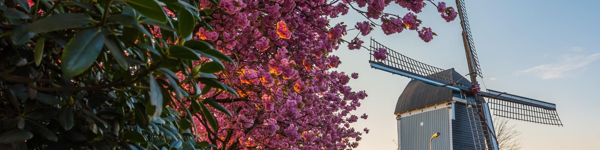 17th-century windmill, called 'De Akkermolen' in the dutch village of Zundert, with a beautiful blooming tree in the springtime