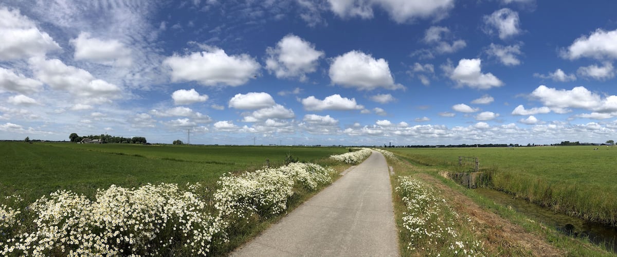A rural road flanked by fields of white flowers and a clear blue sky with scattered clouds.