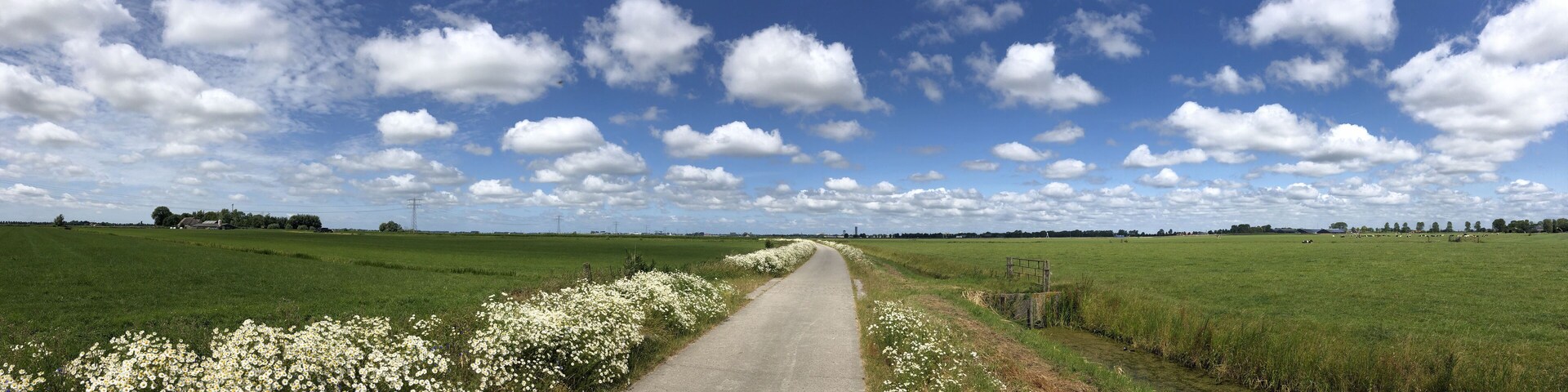 A rural road flanked by fields of white flowers and a clear blue sky with scattered clouds.