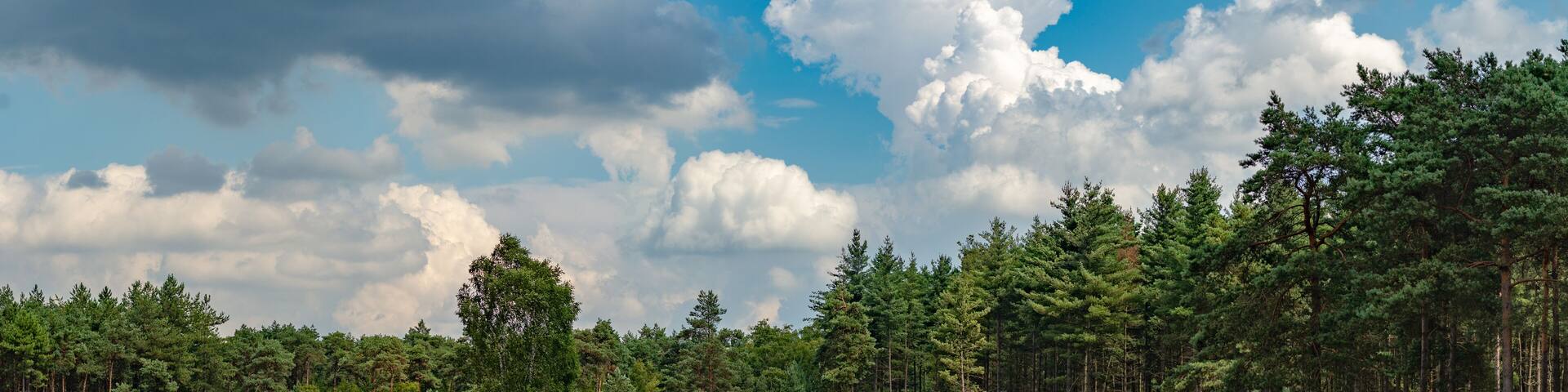 Large green forest in the Netherlands and Belgium, Kempen pine forest and fields full of flowering heather, place for walking and cycling