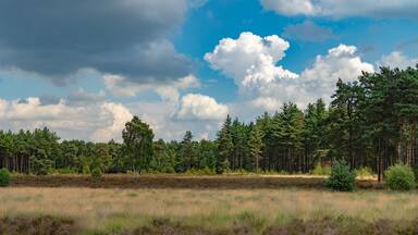 Large green forest in the Netherlands and Belgium, Kempen pine forest and fields full of flowering heather, place for walking and cycling