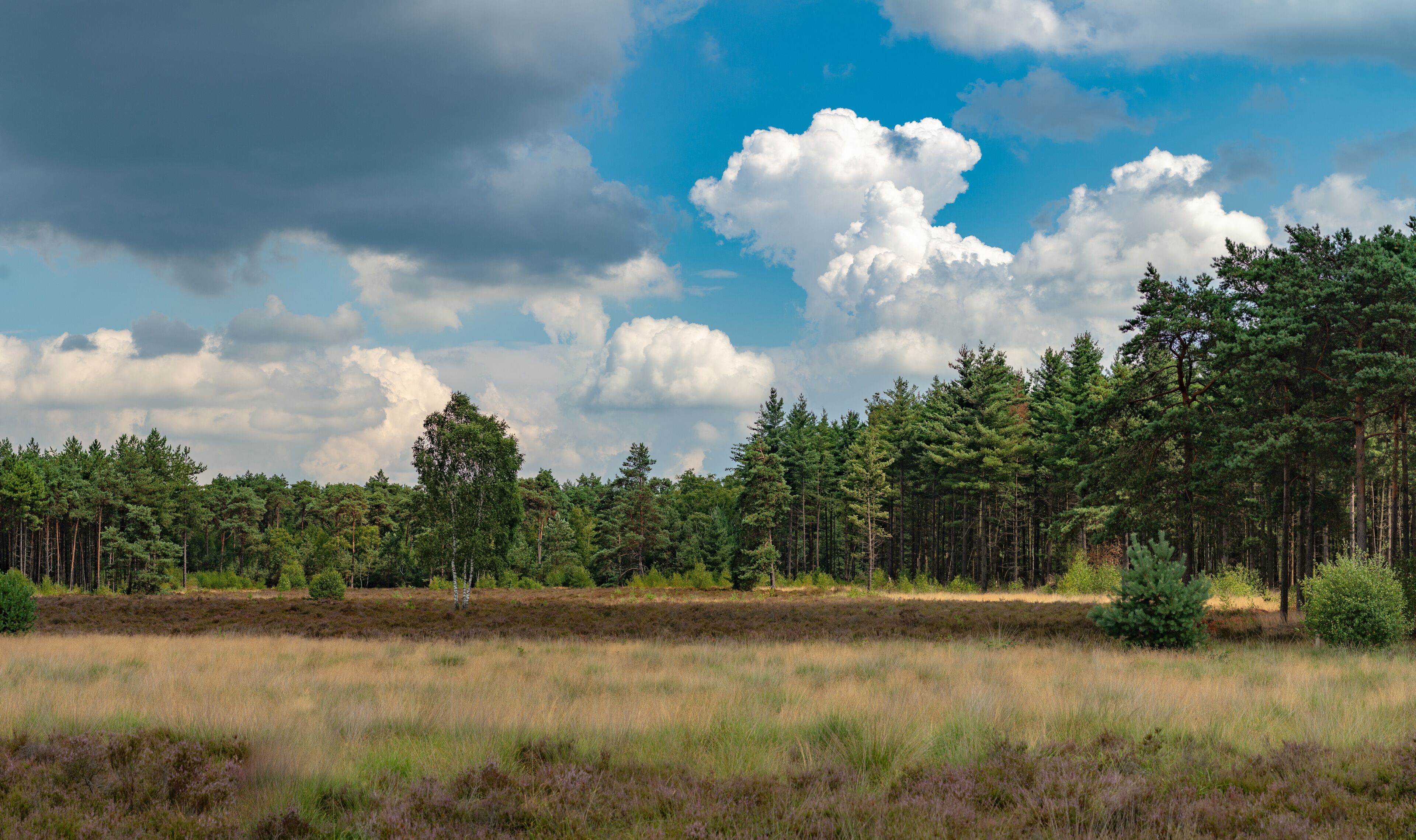 A dense forest with a clear sky and fluffy clouds.