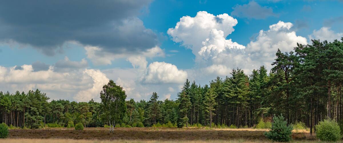 A dense forest with a clear sky and fluffy clouds.