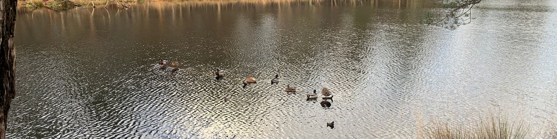 Meertjesven Waalre, nederland, the netherlands, in Autum