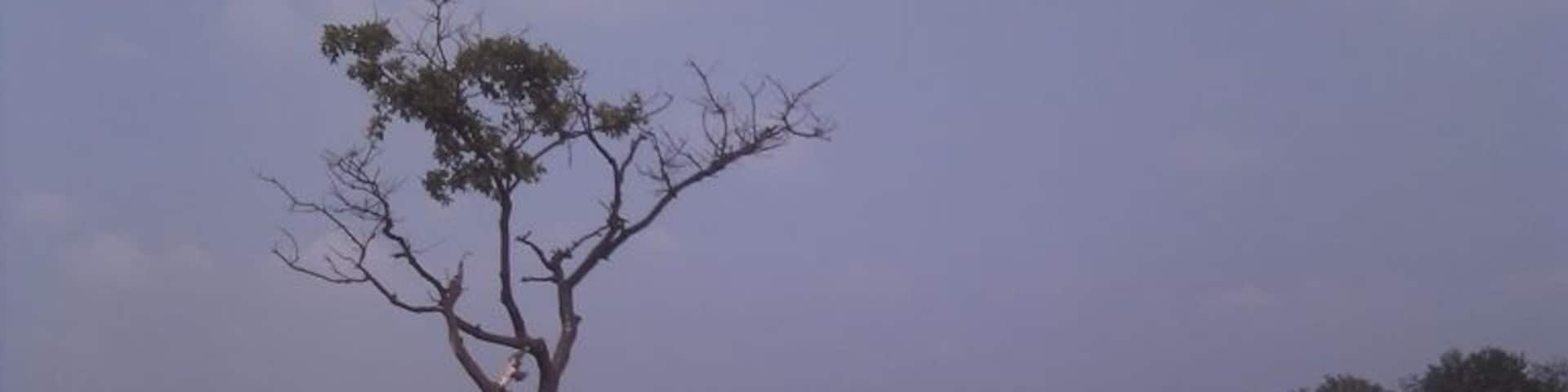 A Joshua tree, the Dutch version..