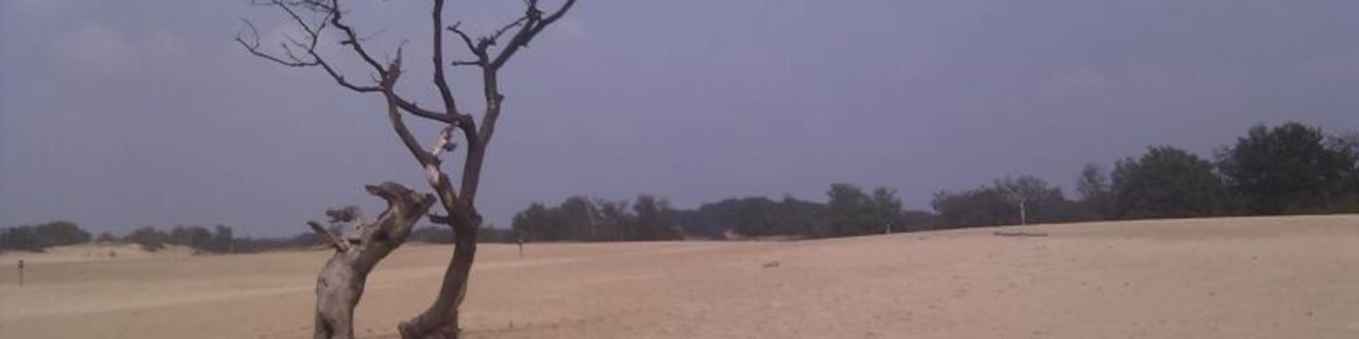 A Joshua tree, the Dutch version..