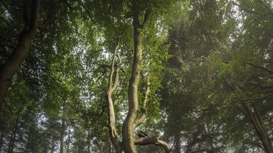 A misty morning at the Veluwe National Park in the Netherlands. Autumn is starting to be visible in the forest. I'm so lucky to live close to this beautiful area. #BVStrove