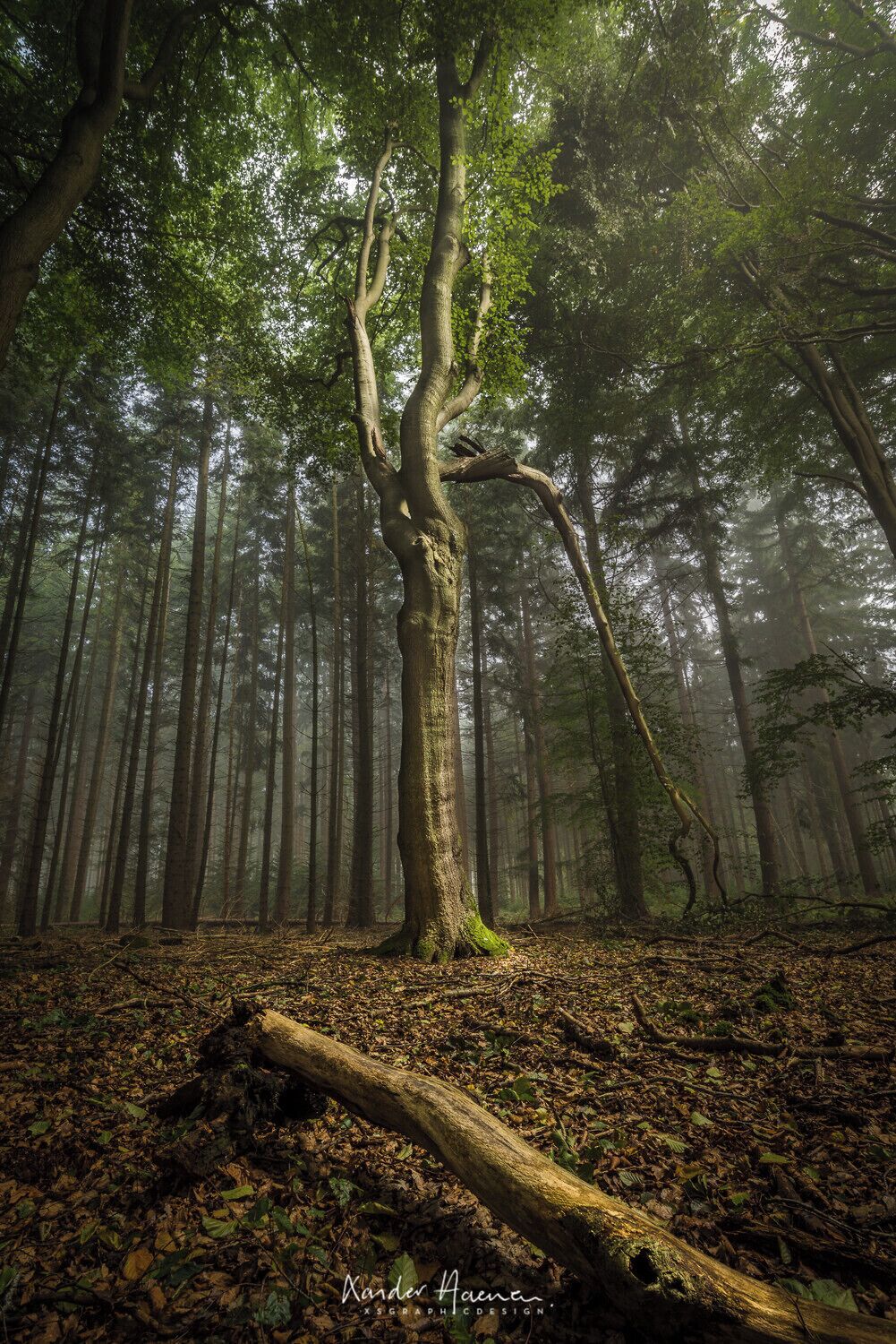 A forest with a prominent tree in the foreground, surrounded by tall, slender trees.