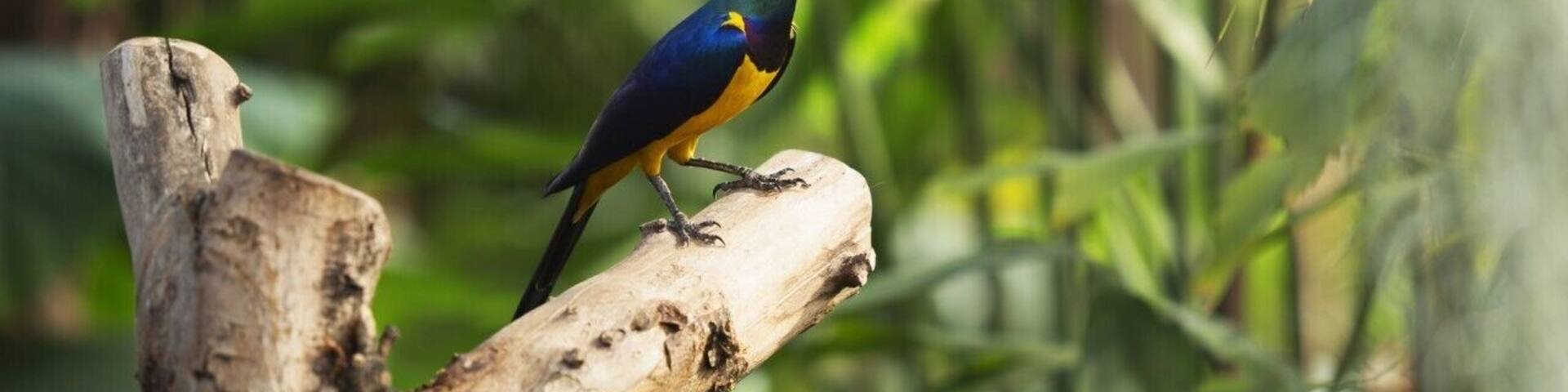 Nice blaas house with birds butterflies lizzards etx