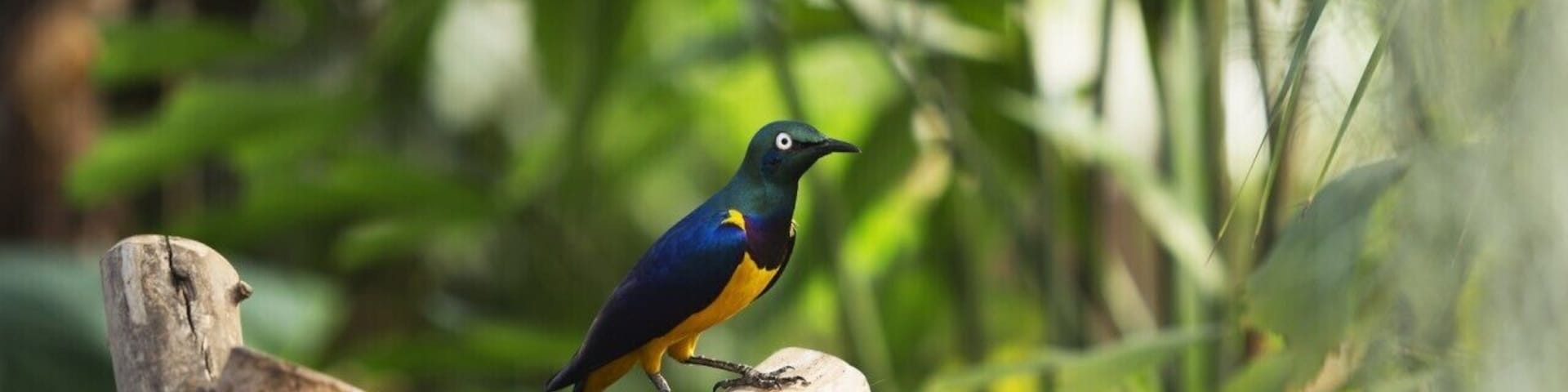 Nice blaas house with birds butterflies lizzards etx