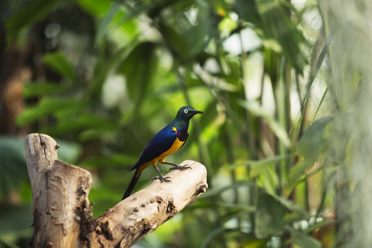 A bird perched on a branch in a lush green environment.