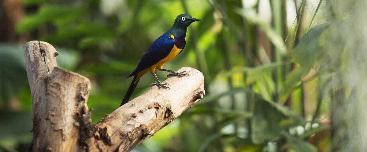 A bird perched on a branch in a lush green environment.