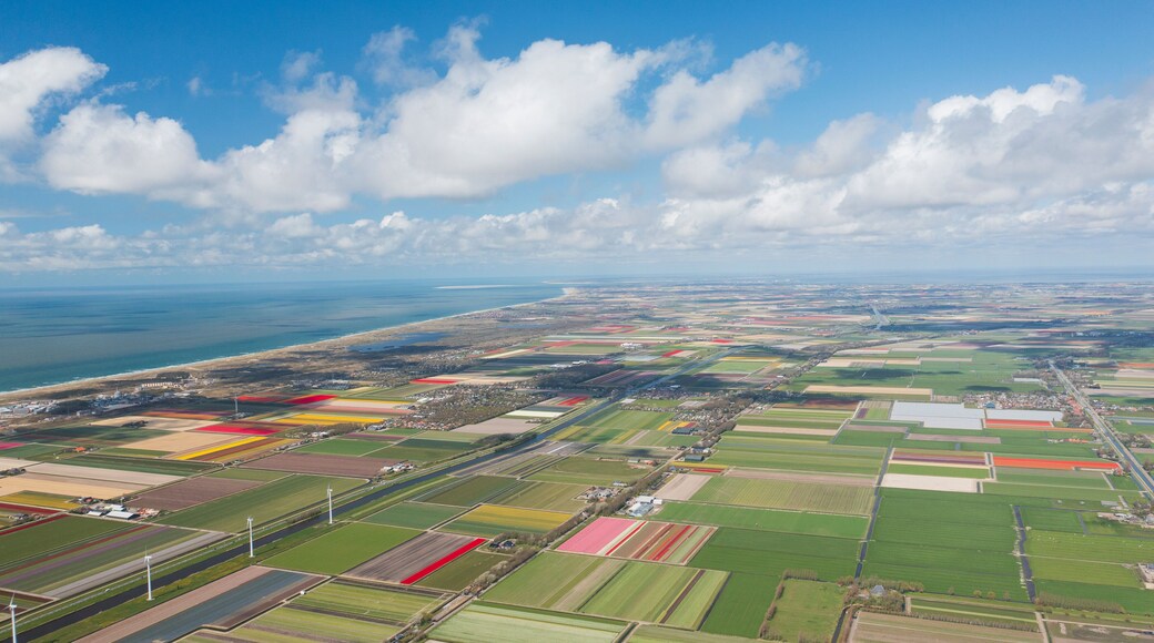 Panoramic aerial view of a tulip field in The country of tulips, Holland