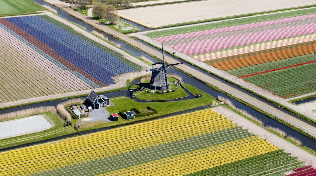 Aerial view of vibrant tulip fields stretch in colorful bands around a classic Dutch windmill under a vast sky, Sint Maartensvlotbrug, North Holland, Netherlands.