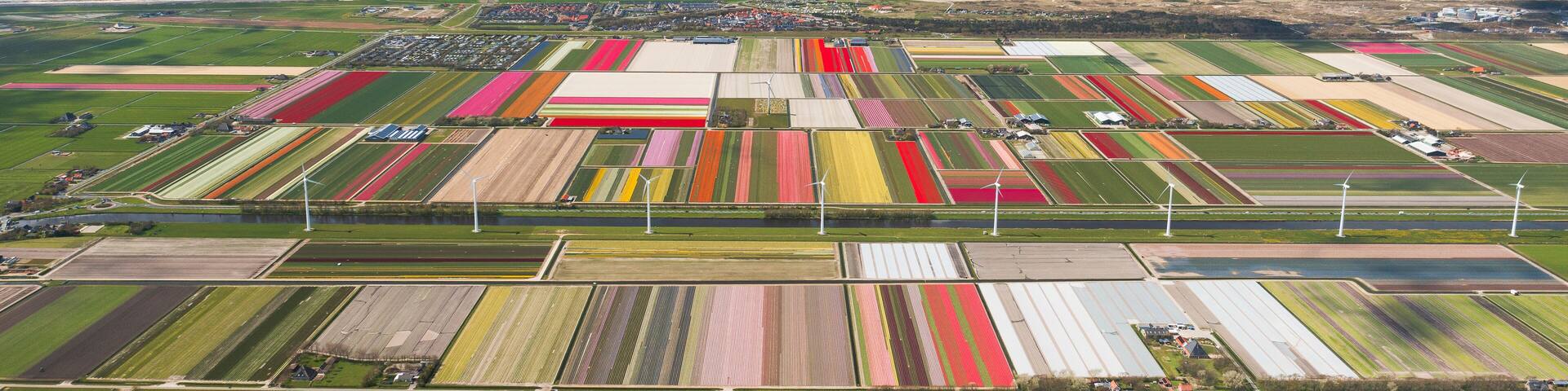 Panoramic aerial view of a tulip field in The country of tulips, Holland