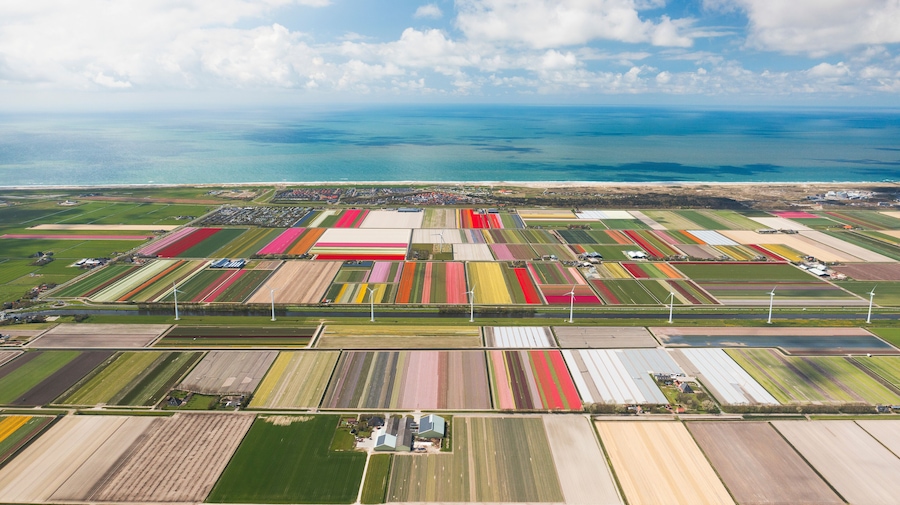 Panoramic aerial view of a tulip field in The country of tulips, Holland