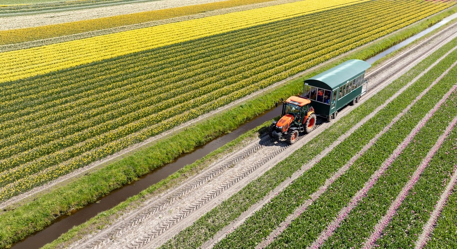 Aerial view of a tractor pulling a wagon through vibrant tulip fields, a colorful tapestry of yellow, pink, and white blooms, Sint Maartensvlotbrug, North Holland, Netherlands.