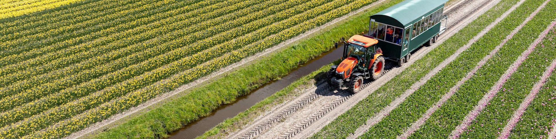 Aerial view of a tractor pulling a wagon through vibrant tulip fields, a colorful tapestry of yellow, pink, and white blooms, Sint Maartensvlotbrug, North Holland, Netherlands.