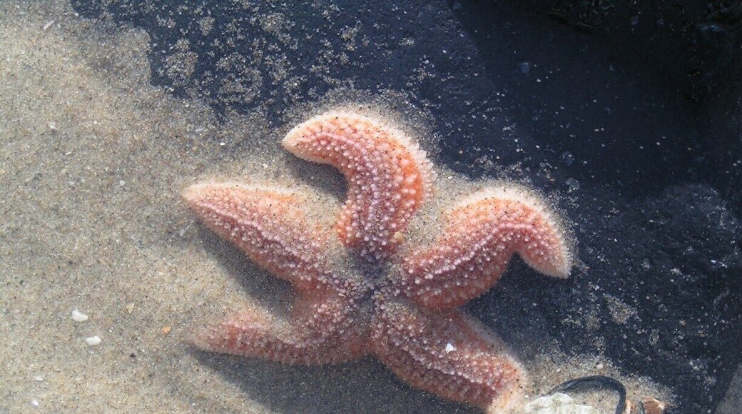 In Hollland you do not see these very often.