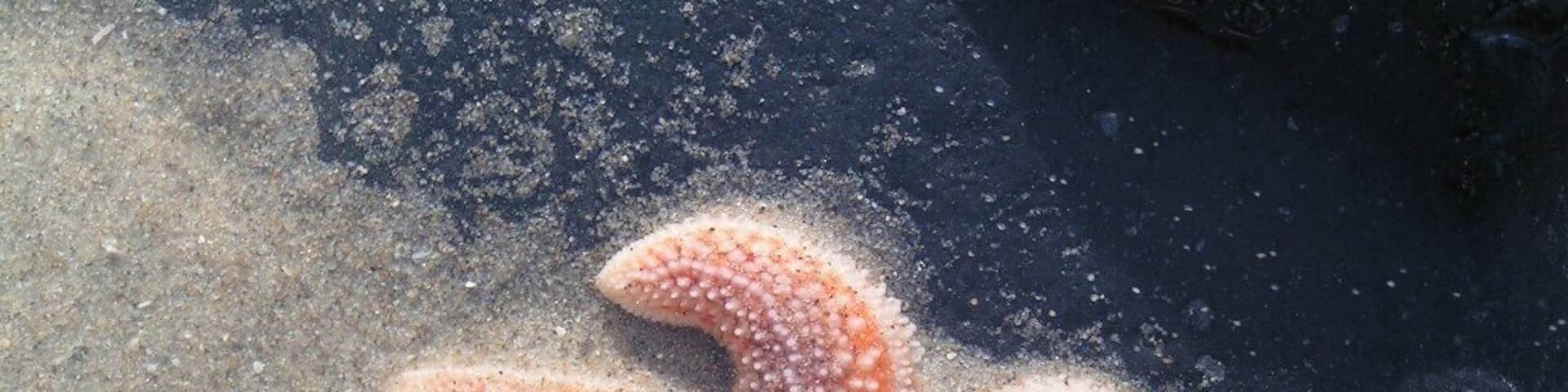 In Hollland you do not see these very often.