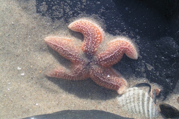 In Hollland you do not see these very often.