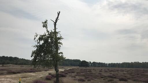 Nature reserve, staatsbossen Sint Anthonis, Sint Anthonis the Netherlands 🇳🇱
