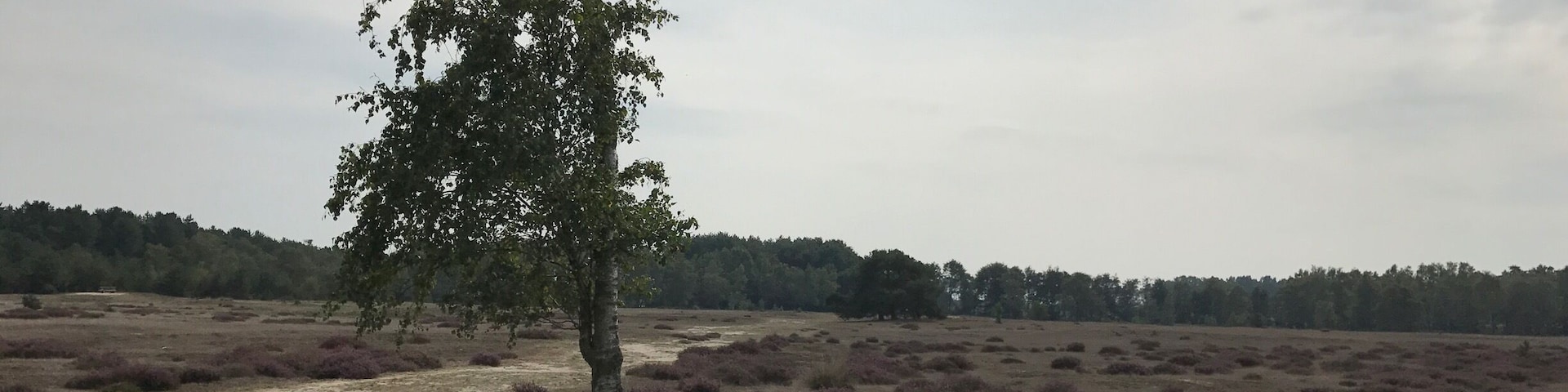 Nature reserve, staatsbossen Sint Anthonis, Sint Anthonis the Netherlands 🇳🇱