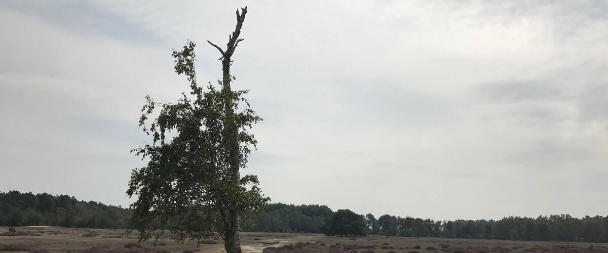 A barren landscape with a solitary tree and purple heather shrubs.