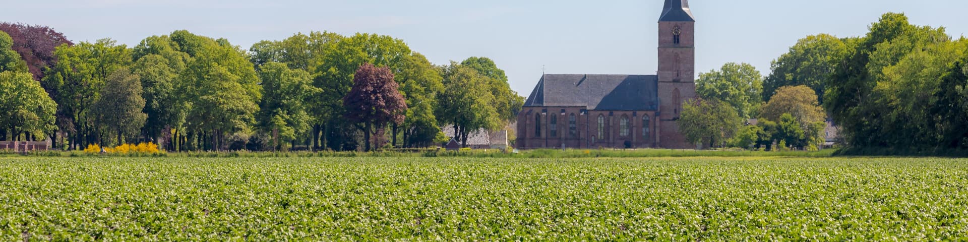 Countryside landscape with view of potatoes plant on the field and Jacobuskerk church in Rolde, A town in the Dutch province of Drenthe, Located in the municipality of Aa en Hunze, Netherlands.
