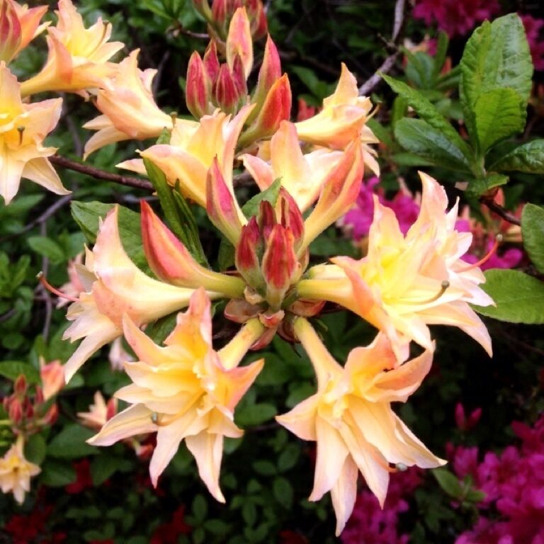 Botanic garden of The Wageningen University 