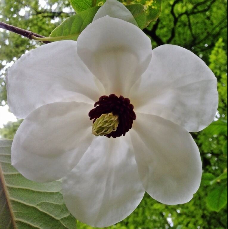 Botanic garden belmonte in wageningen