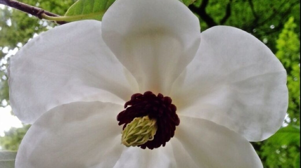 Botanic garden belmonte in wageningen
