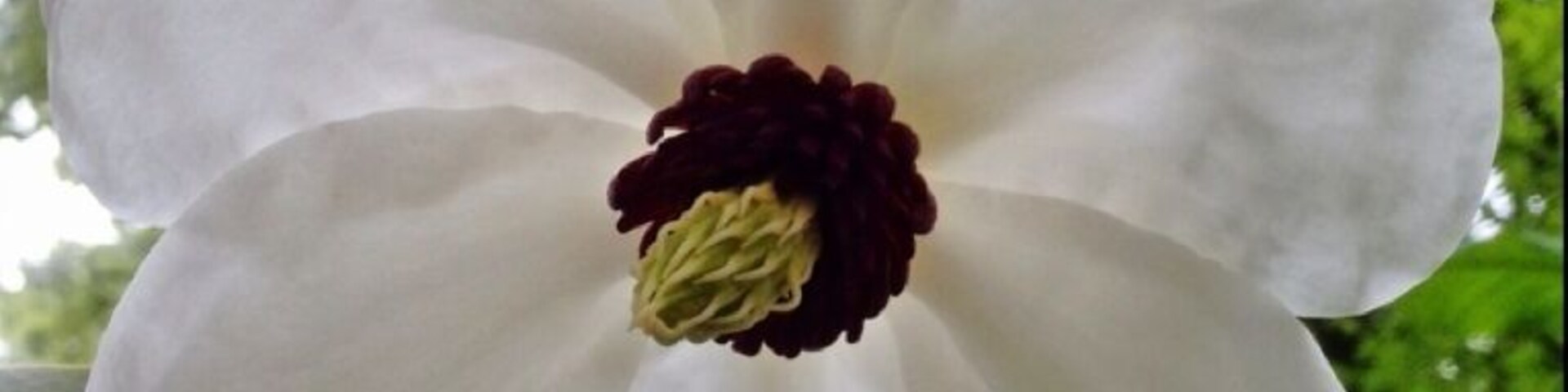 Una flor de manzano blanco con un centro oscuro, rodeada de hojas verdes.
