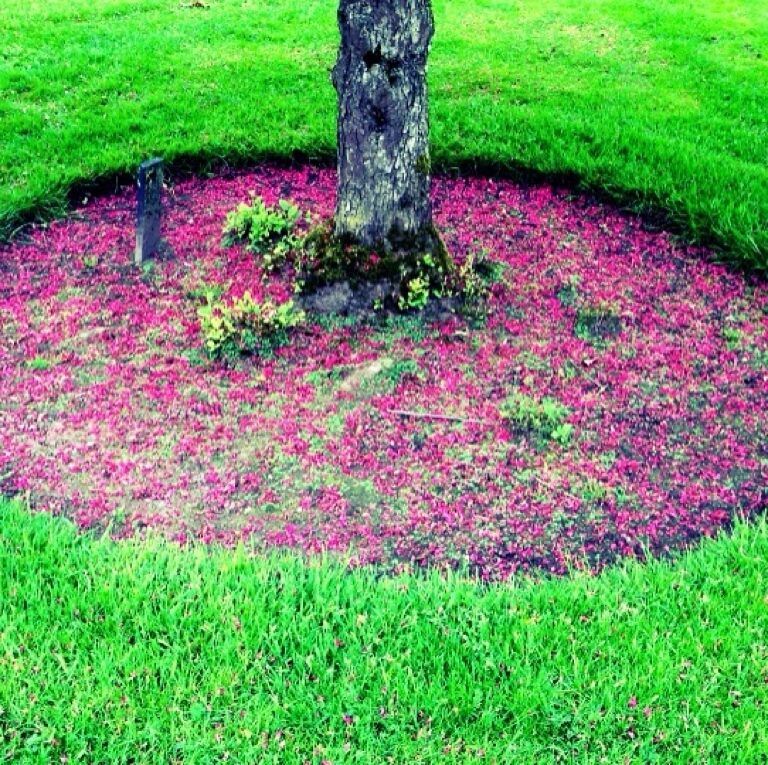 Botanic garden from The Wageningen University 