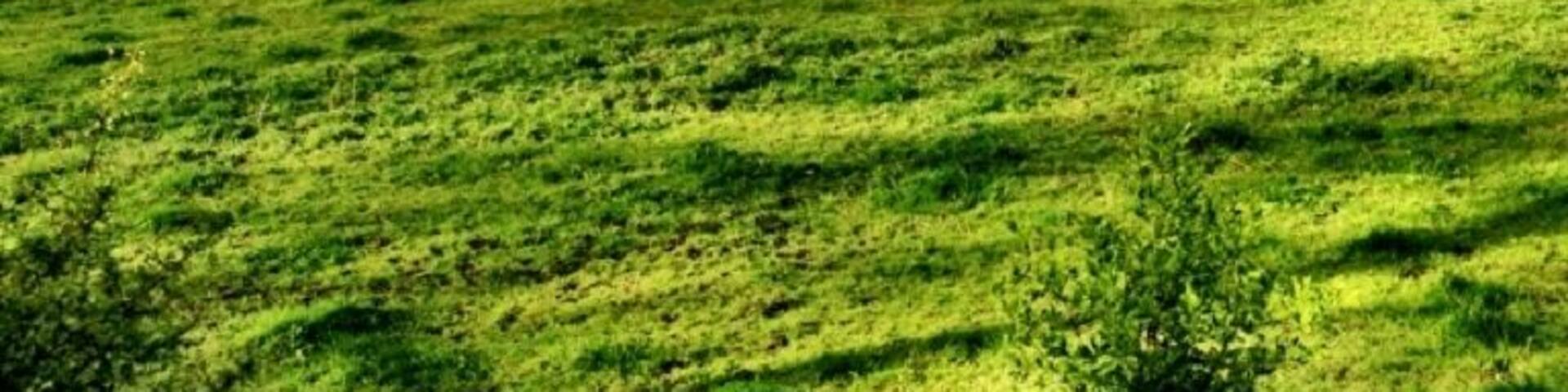 Typical Dutch river landscape