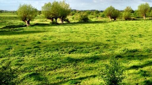 Typical Dutch river landscape