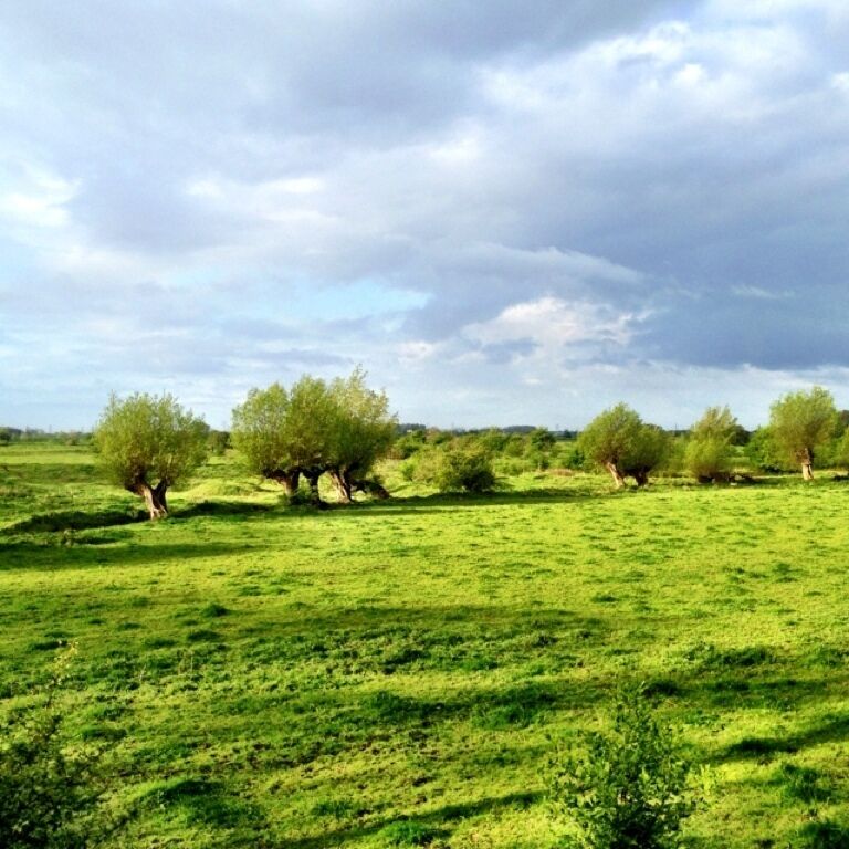 A green field with scattered trees and a cloudy sky.