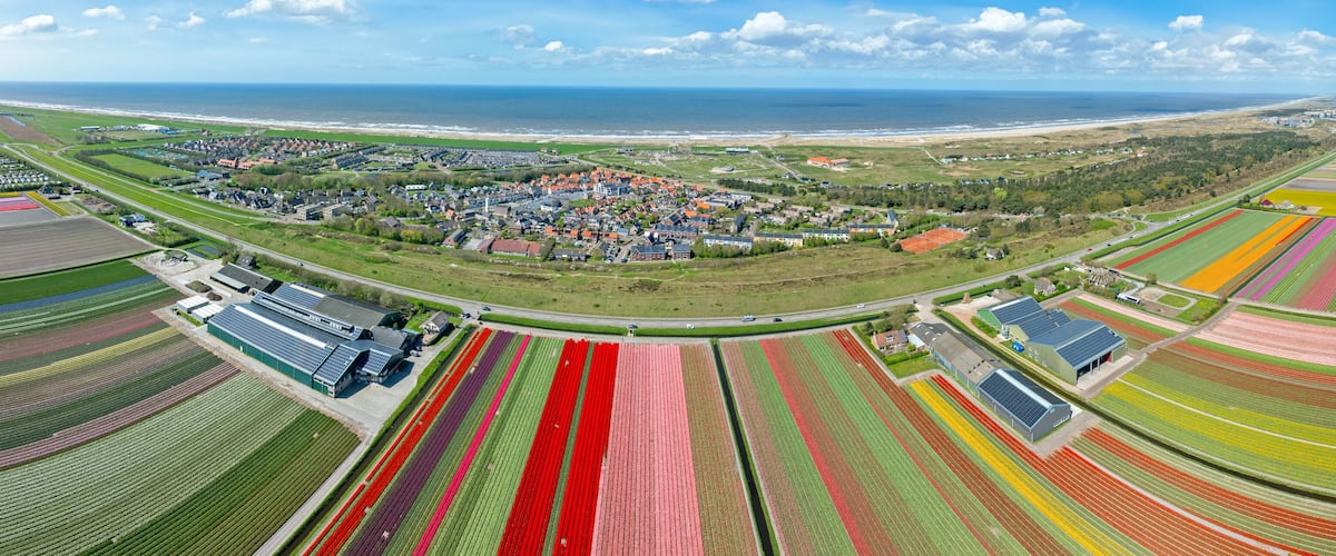 An aerial view of a coastal town with colorful tulip fields, a beach, and a large industrial building.