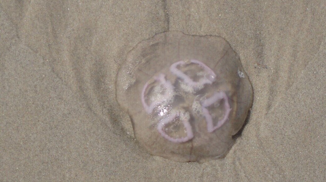 a jellyfish on the beach of St Maartenzee. Its one of my favorite beaches.
