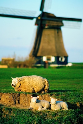 Three sheep on a field, Petten, Netherlands