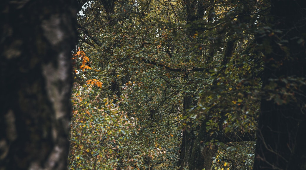 The autumn way. Sometimes you don't have to travel far to find great hiking spots. Try to explore your home region more. I bet you will be surprised.
#weerterbos #holland #nature #netherlands #fall #autumn #hiking
Make sure you follow me on:
https://www.facebook.com/ShotByCanipel/
https://www.instagram.com/canipel/