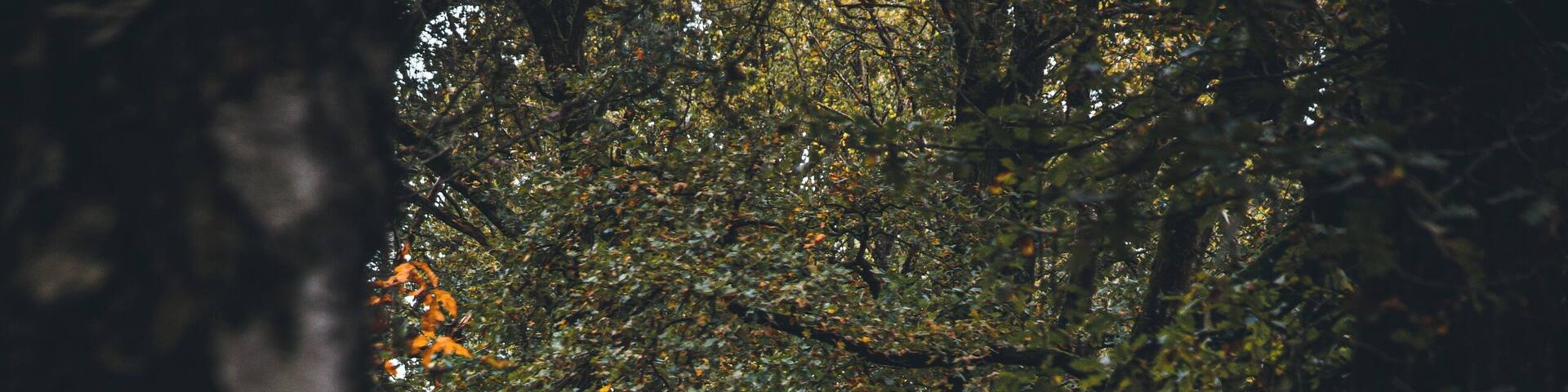 The autumn way. Sometimes you don't have to travel far to find great hiking spots. Try to explore your home region more. I bet you will be surprised.
#weerterbos #holland #nature #netherlands #fall #autumn #hiking
Make sure you follow me on:
https://www.facebook.com/ShotByCanipel/
https://www.instagram.com/canipel/