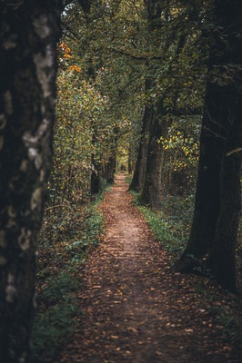 The autumn way. Sometimes you don't have to travel far to find great hiking spots. Try to explore your home region more. I bet you will be surprised.
#weerterbos #holland #nature #netherlands #fall #autumn #hiking
Make sure you follow me on:
https://www.facebook.com/ShotByCanipel/
https://www.instagram.com/canipel/