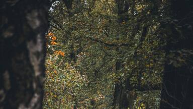 The autumn way. Sometimes you don't have to travel far to find great hiking spots. Try to explore your home region more. I bet you will be surprised.
#weerterbos #holland #nature #netherlands #fall #autumn #hiking
Make sure you follow me on:
https://www.facebook.com/ShotByCanipel/
https://www.instagram.com/canipel/