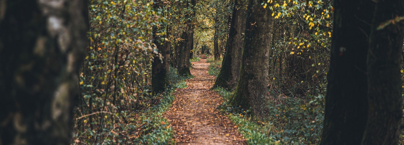 The autumn way. Sometimes you don't have to travel far to find great hiking spots. Try to explore your home region more. I bet you will be surprised.
#weerterbos #holland #nature  #netherlands #fall #autumn #hiking
Make sure you follow me on:
https://www.facebook.com/ShotByCanipel/
https://www.instagram.com/canipel/
