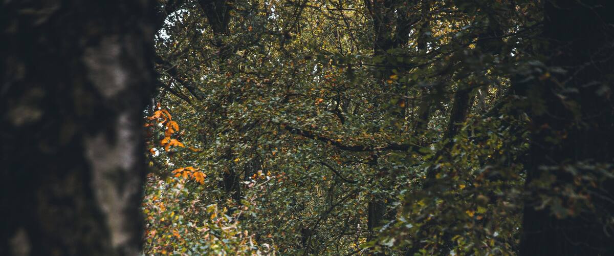 A narrow forest path surrounded by trees.