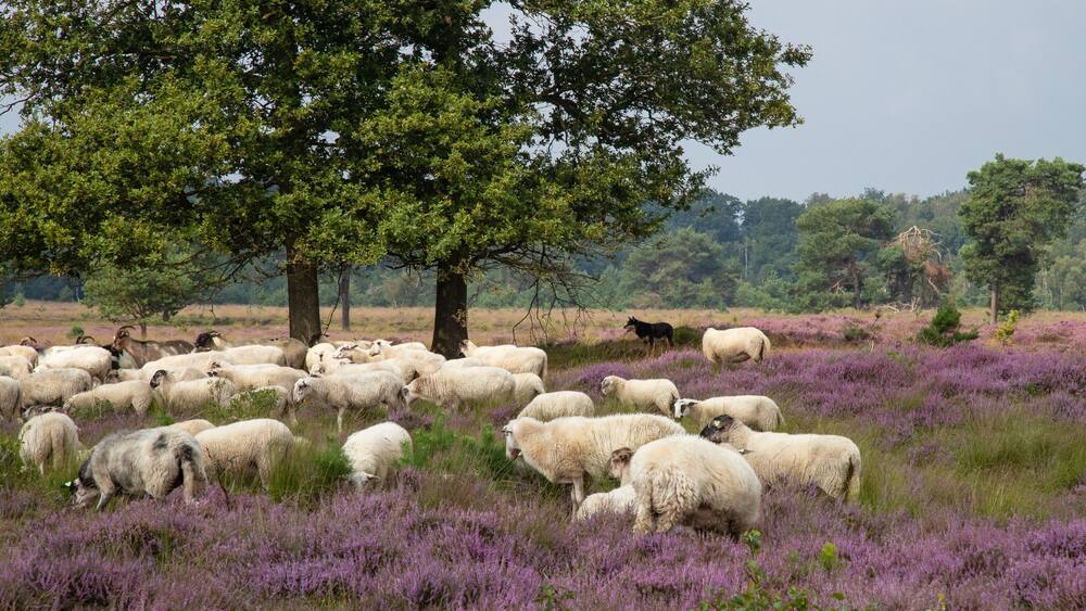 The sheepdog keeps a close eye on the flock of sheep on the blooming heather landscape.