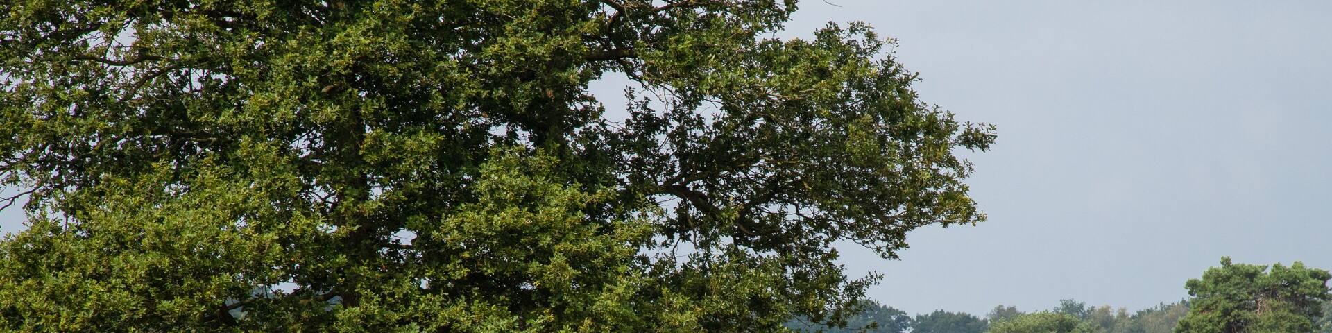 The sheepdog keeps a close eye on the flock of sheep on the blooming heather landscape.