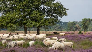 The sheepdog keeps a close eye on the flock of sheep on the blooming heather landscape.